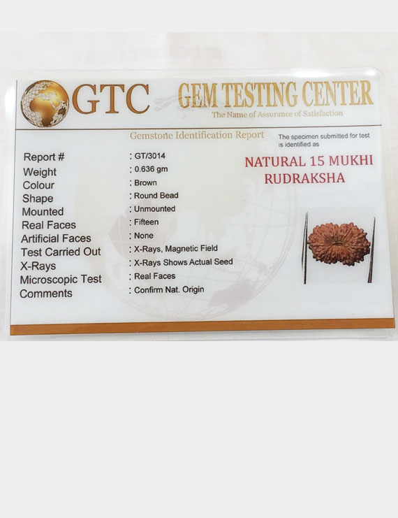 15 Mukhi Indonesian Rudraksha Size- 15.10 mm